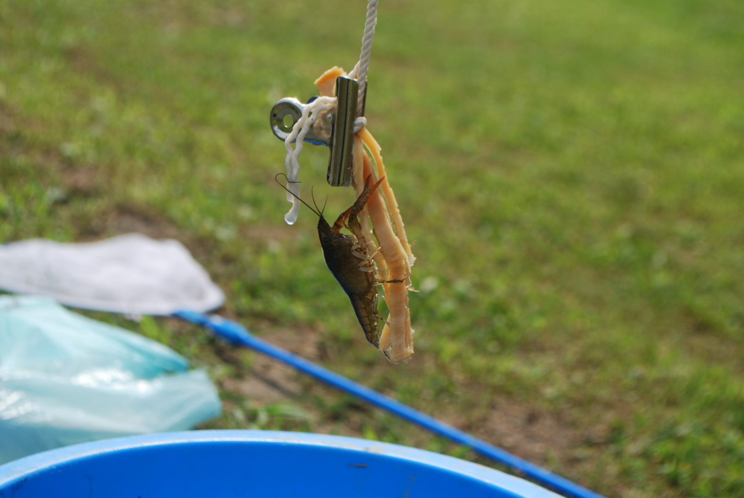 登呂の遺跡で生物観察2 親子でザリガニ釣り 静岡市立登呂博物館 登呂の遺跡で生物観察2 親子でザリガニ釣り 静岡市立登呂博物館