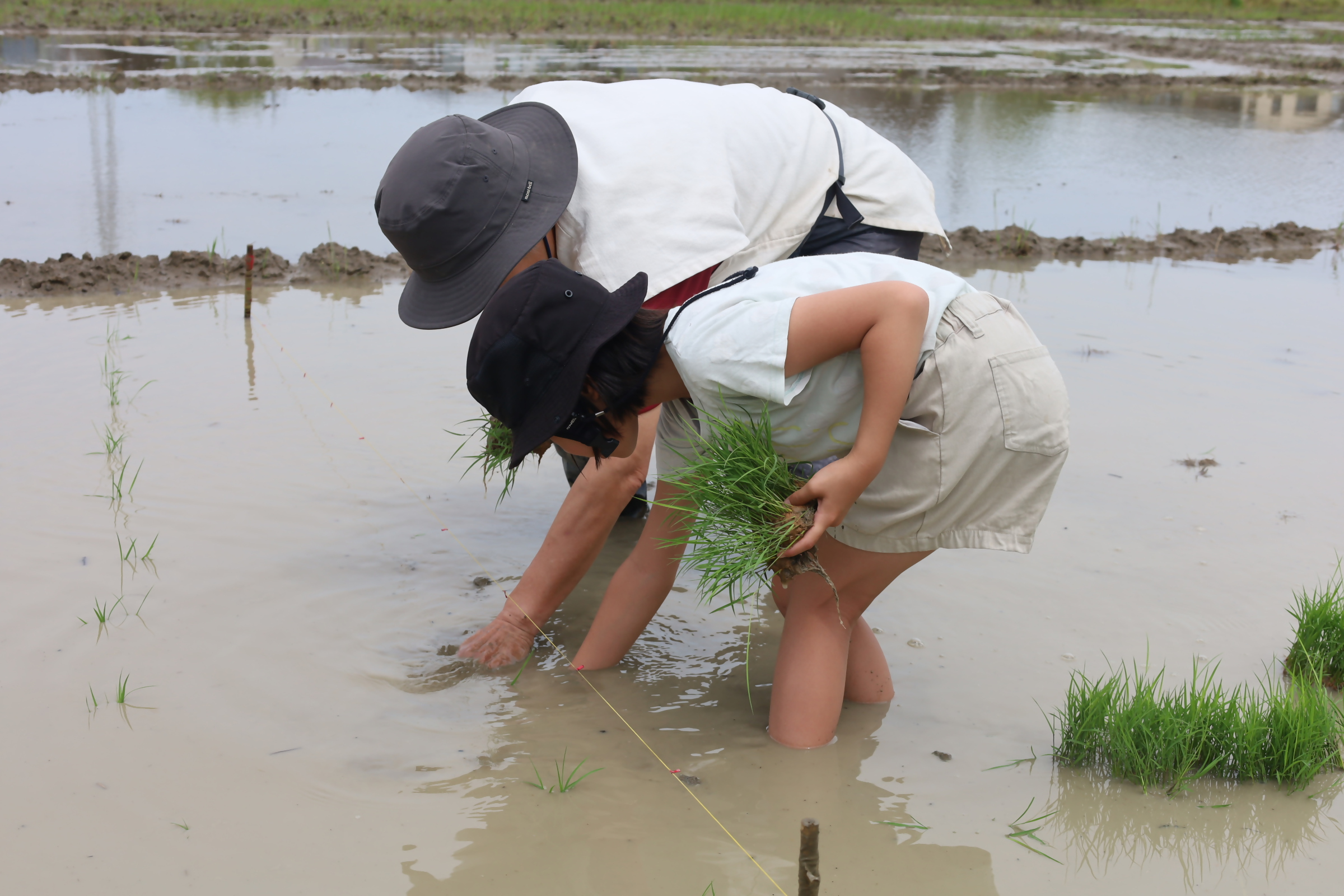 登呂の田んぼで田植え体験